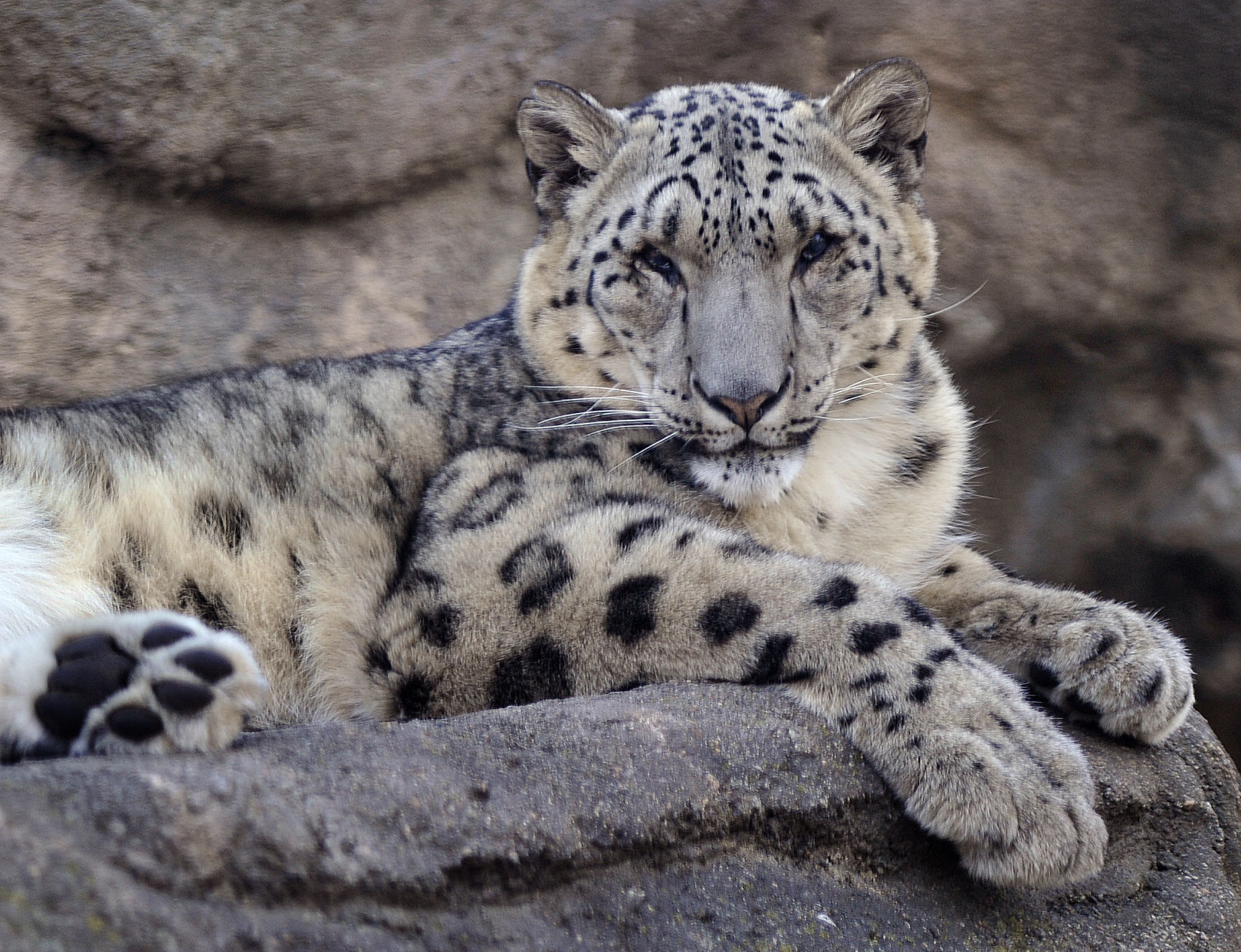 Snow leopard